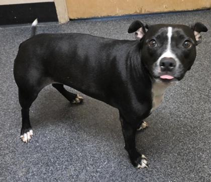 Enlarge Missy Moo, a Adoptable mixed breed in Roseville, CA image 3/3