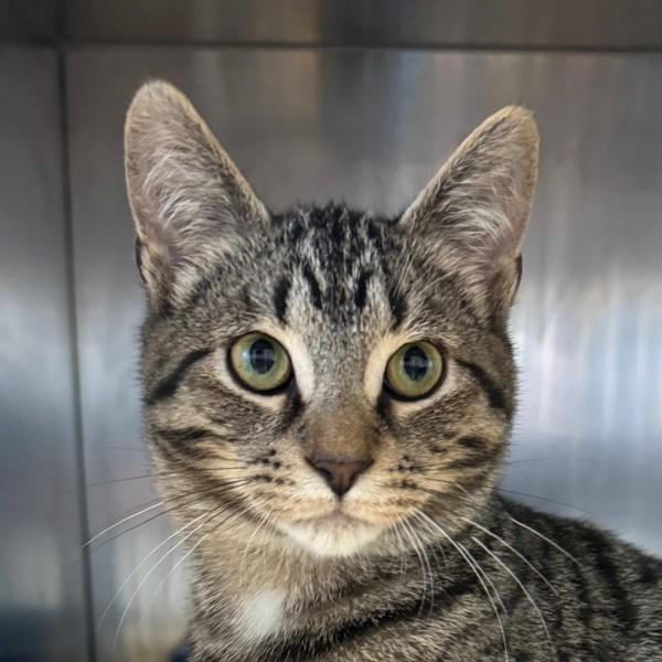 Perry, Adoptable, Young Male Domestic Short Hair.
