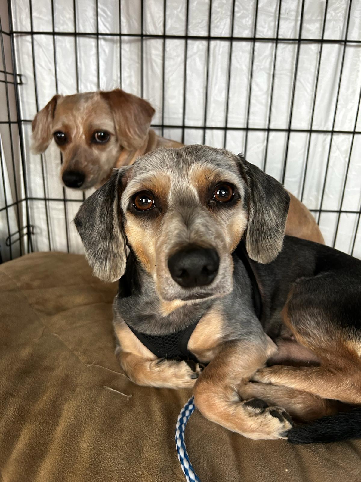 Ozzie and Harriet
