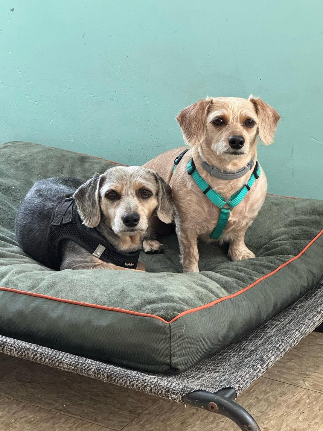 Ozzie and Harriet