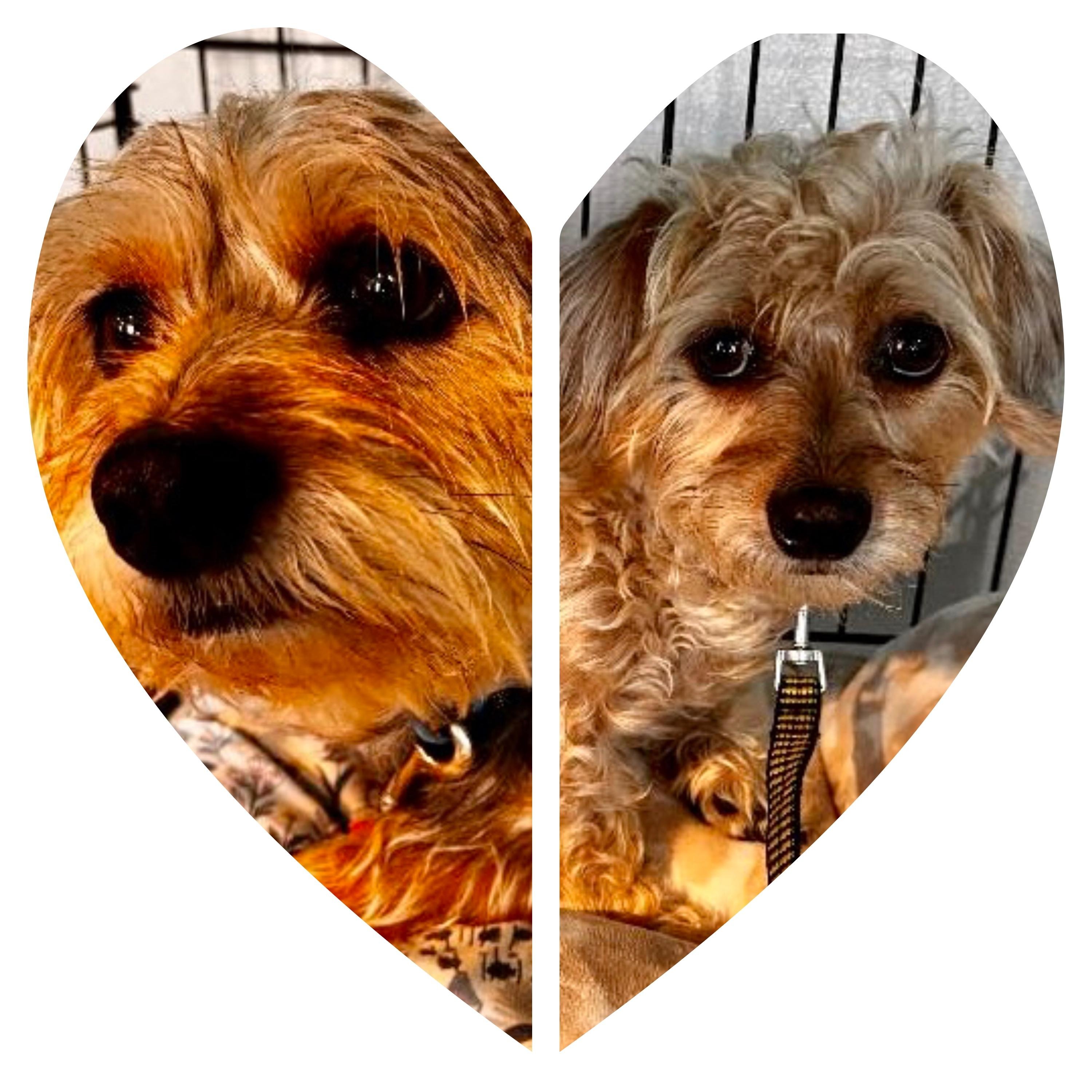 Ozzie and Harriet