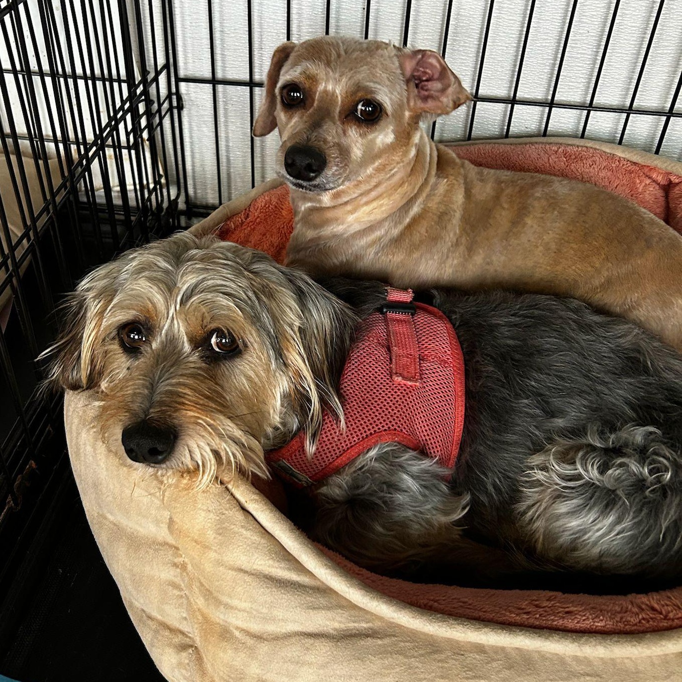 Ozzie and Harriet