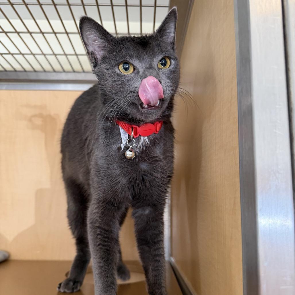 Drift, Adoptable, Young Male Domestic Short Hair.