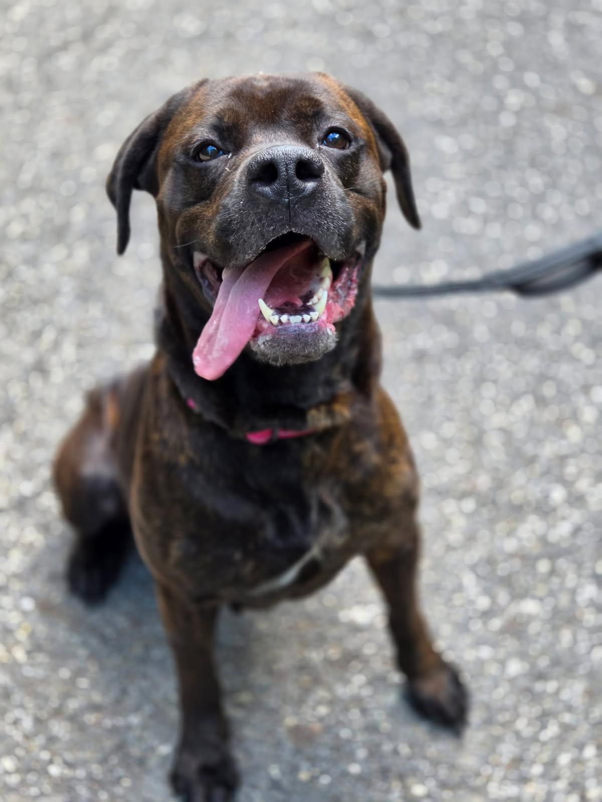 Deb, Adoptable, Young Female Cane Corso.
