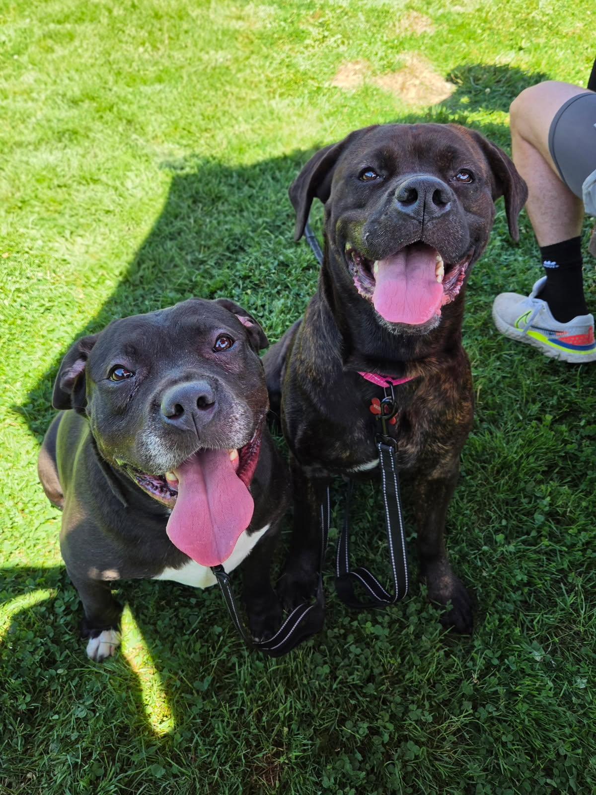 Enlarge Deb, a Adoptable mixed breed in Warren, OH image 2/2
