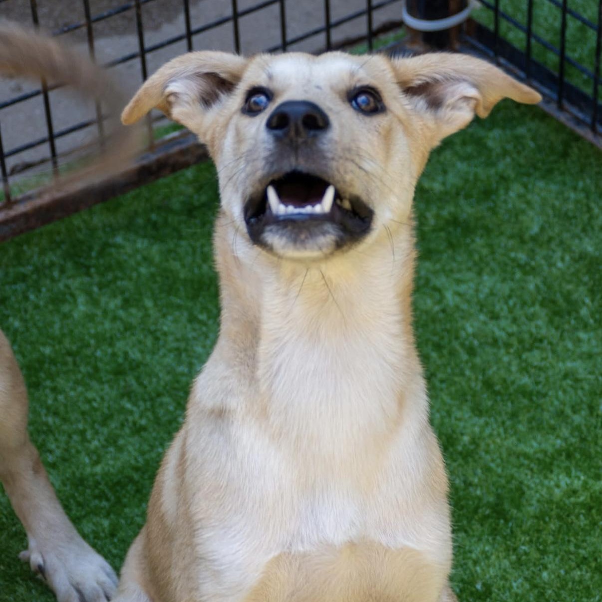 Walter, a Adoptable Shepherd in Santa Monica, CA image 2/3