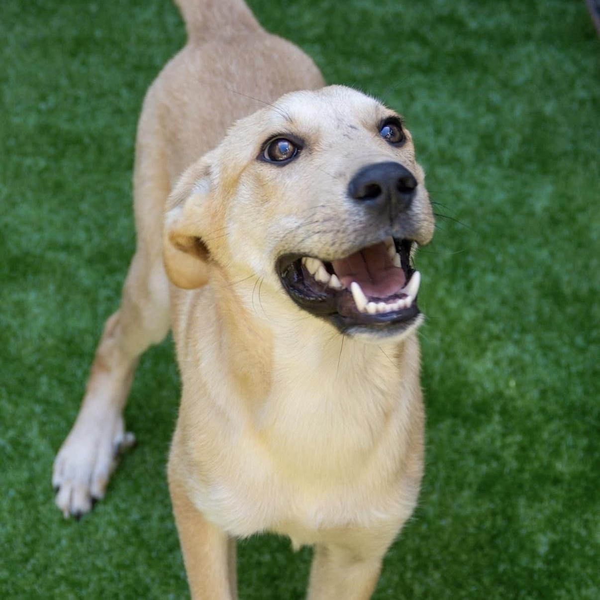 Walter, a Adoptable Shepherd in Santa Monica, CA image 3/3
