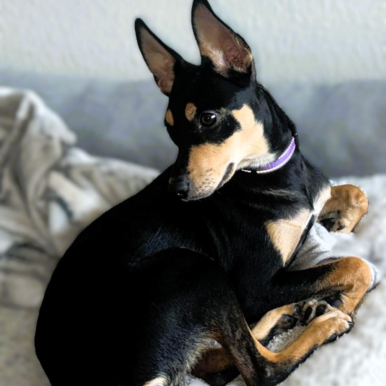 Enlarge Max, a Adopted mixed breed in Portland, OR image 3/6