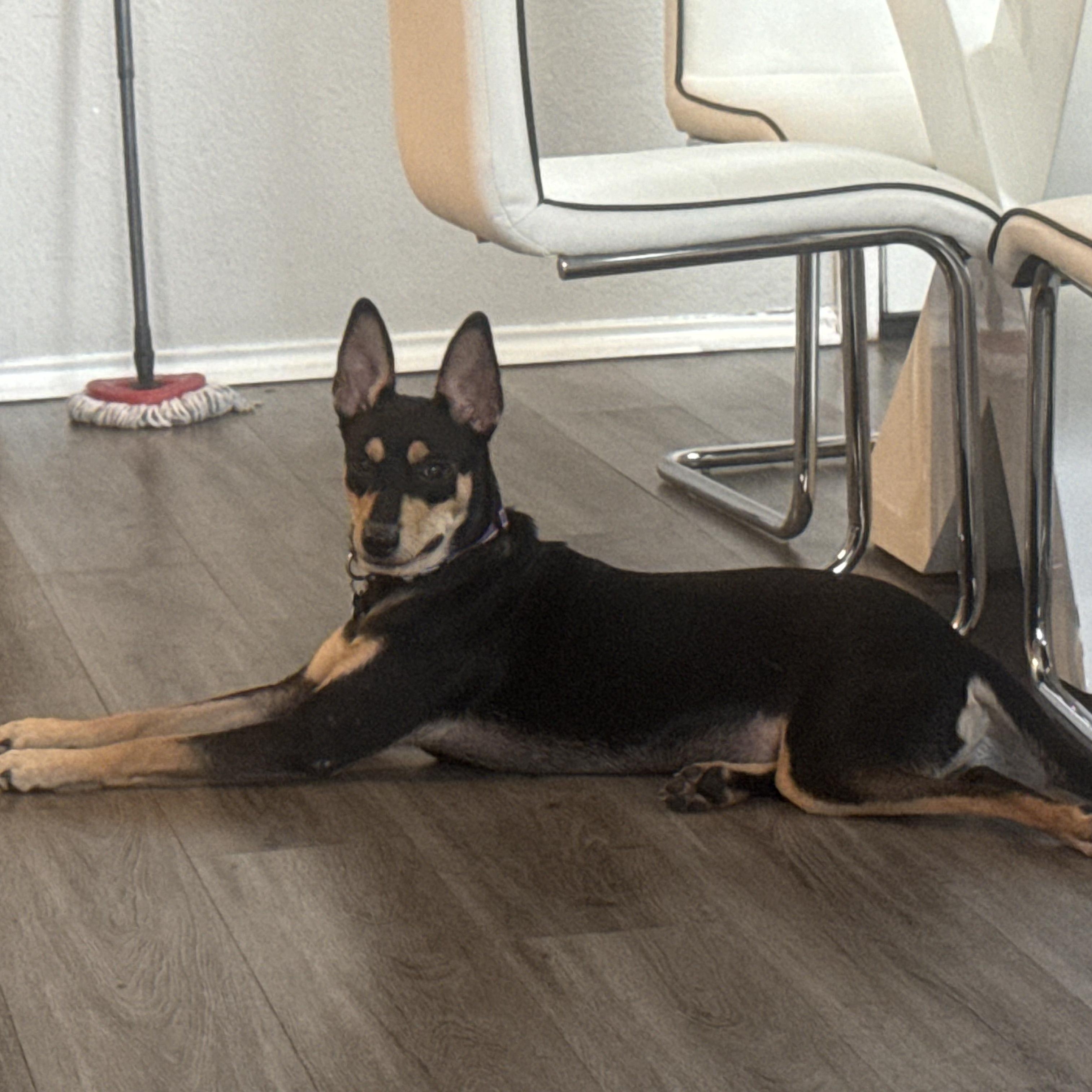 Enlarge Max, a Adopted mixed breed in Portland, OR image 5/6