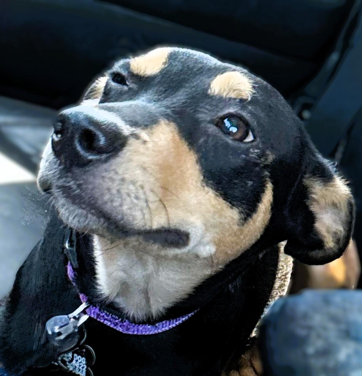 Enlarge Max, a Adopted mixed breed in Portland, OR image 4/6