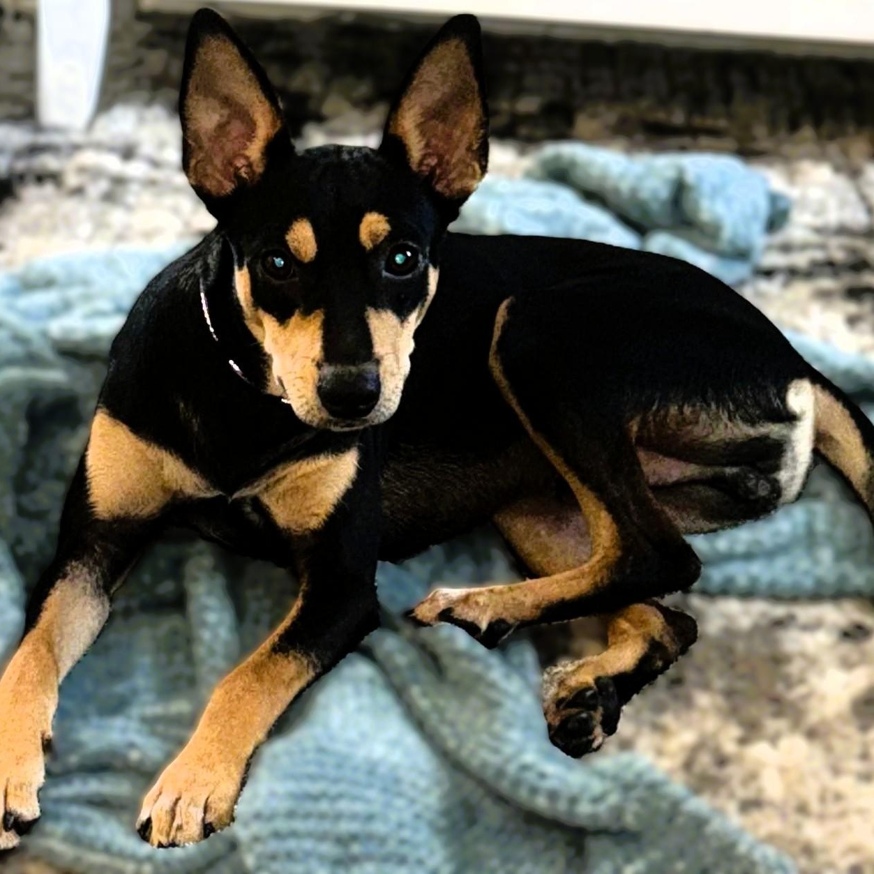 Enlarge Max, a Adopted mixed breed in Portland, OR image 1/6