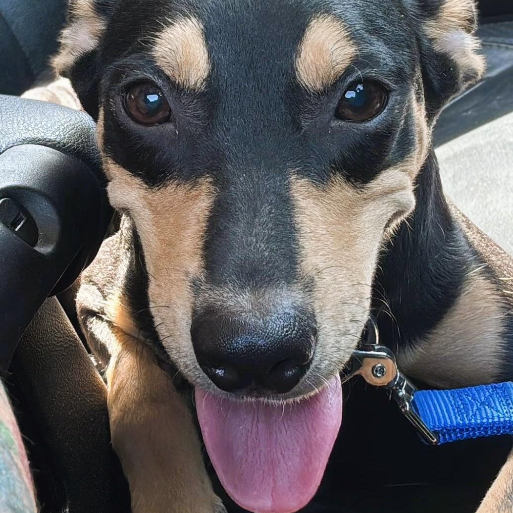 Enlarge Max, a Adopted mixed breed in Portland, OR image 2/6