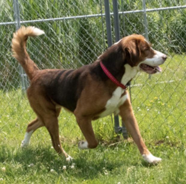 Buster Brown