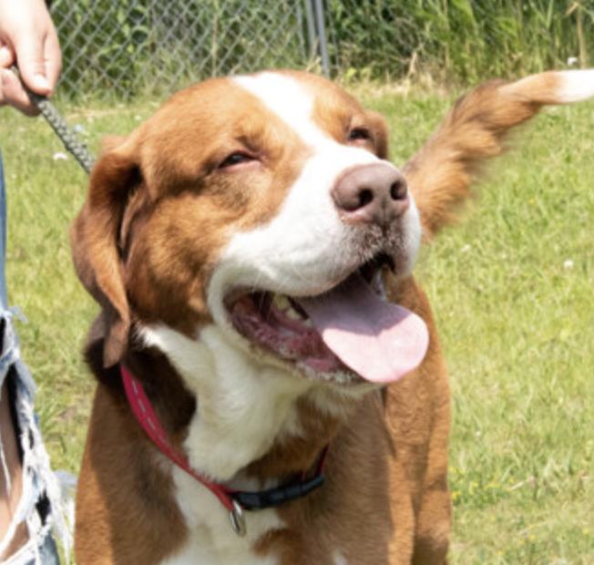 Buster Brown, Adult Male unknown