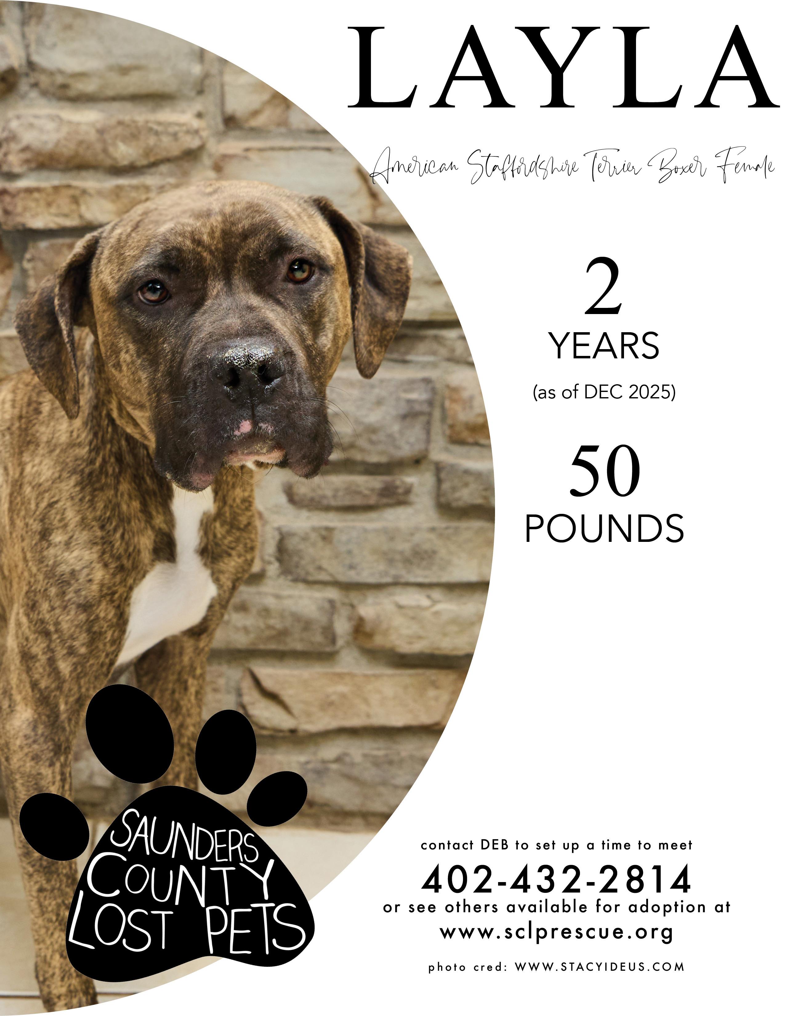 Layla, adopted, Adult Female American Staffordshire Terrier & Boxer.