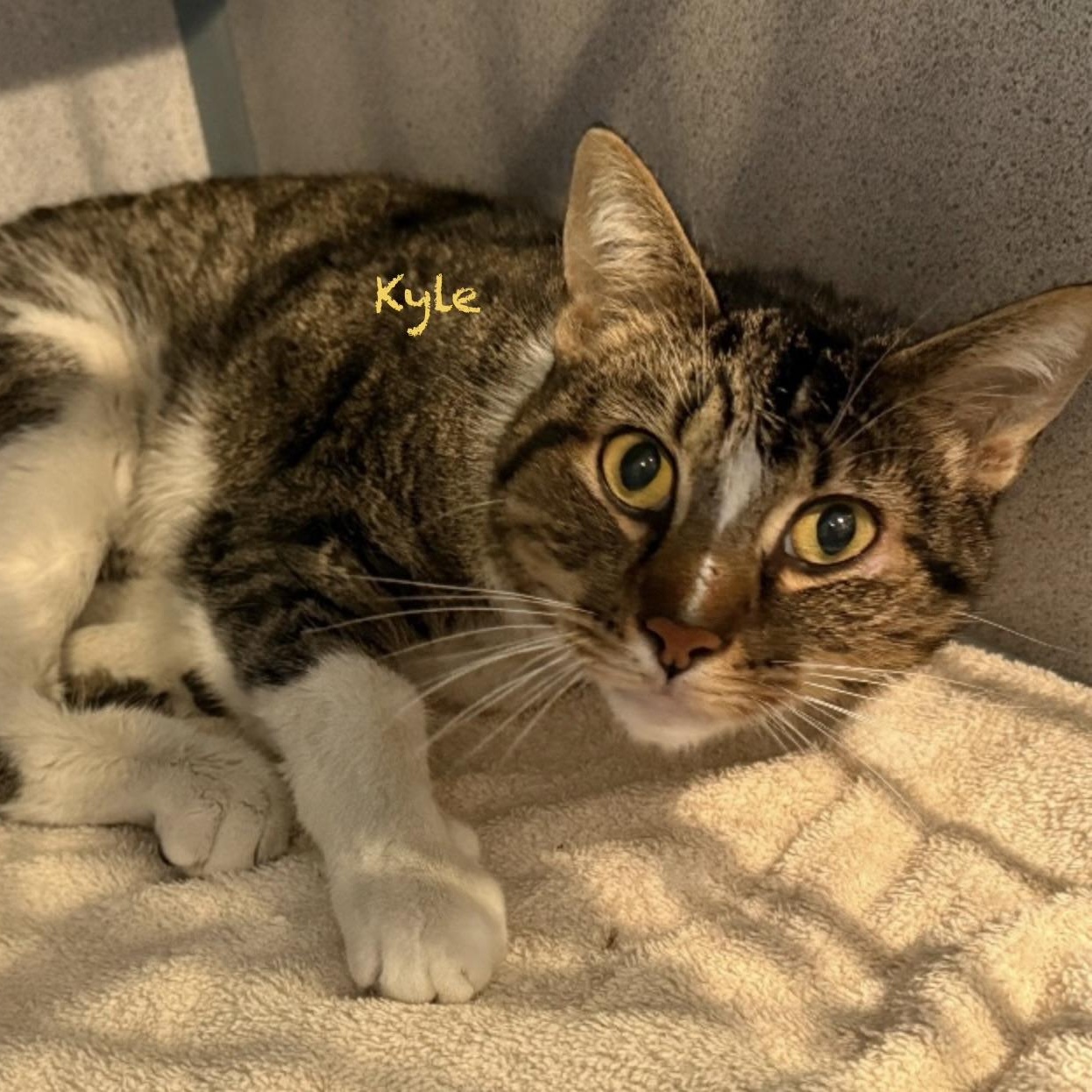 Kyle, Adopted, Adult Male Domestic Short Hair.