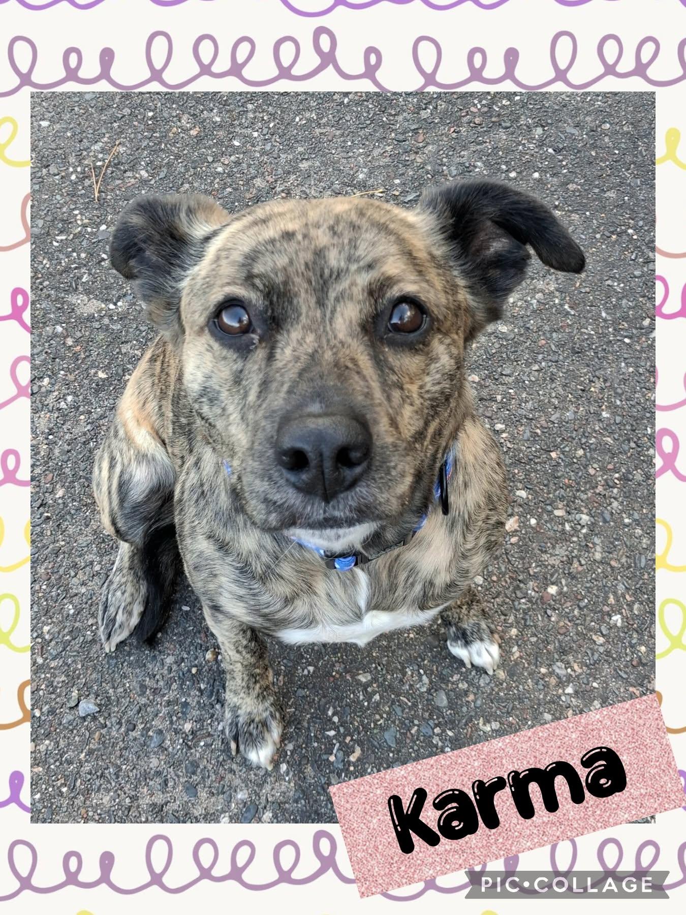 Karma, Adoptable, Adult Female Mixed Breed.