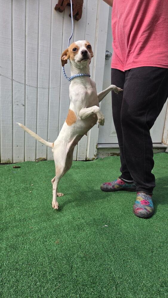 Penny, Adoptable, Young Female Rat Terrier & Chihuahua.