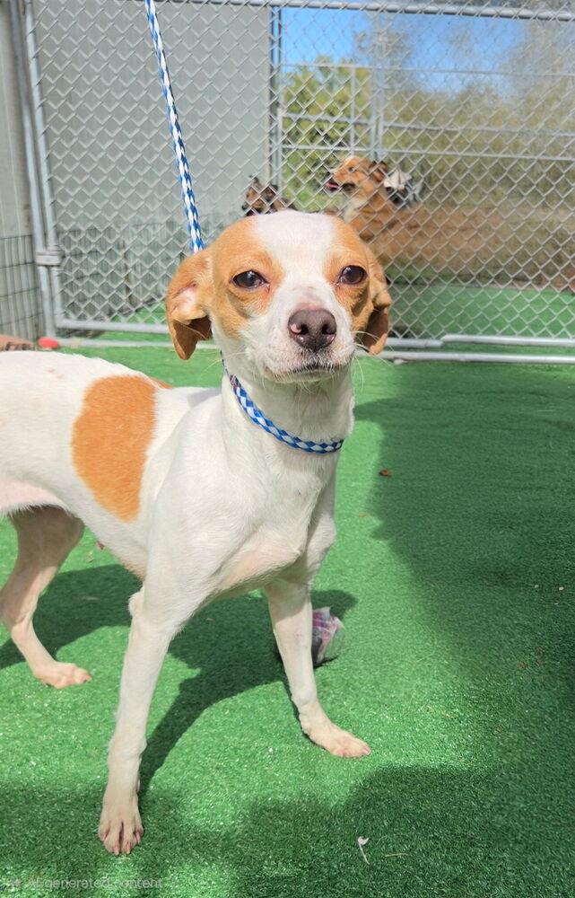 Enlarge Penny, a Adoptable mixed breed in Waterloo, IL image 2/4