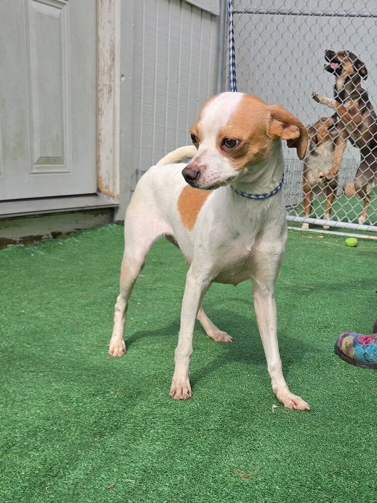 Enlarge Penny, a Adoptable mixed breed in Waterloo, IL image 3/4