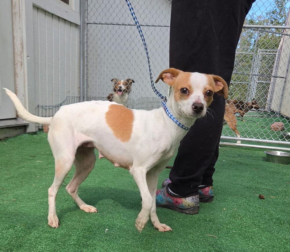 Enlarge Penny, a Adoptable mixed breed in Waterloo, IL image 4/4
