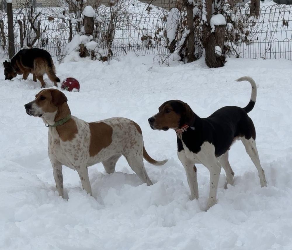 Enlarge Sally Hansen, a Adoptable mixed breed in Waunakee, WI image 1/6