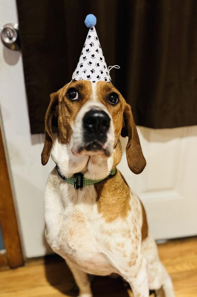 Enlarge Sally Hansen, a Adoptable mixed breed in Waunakee, WI image 4/6