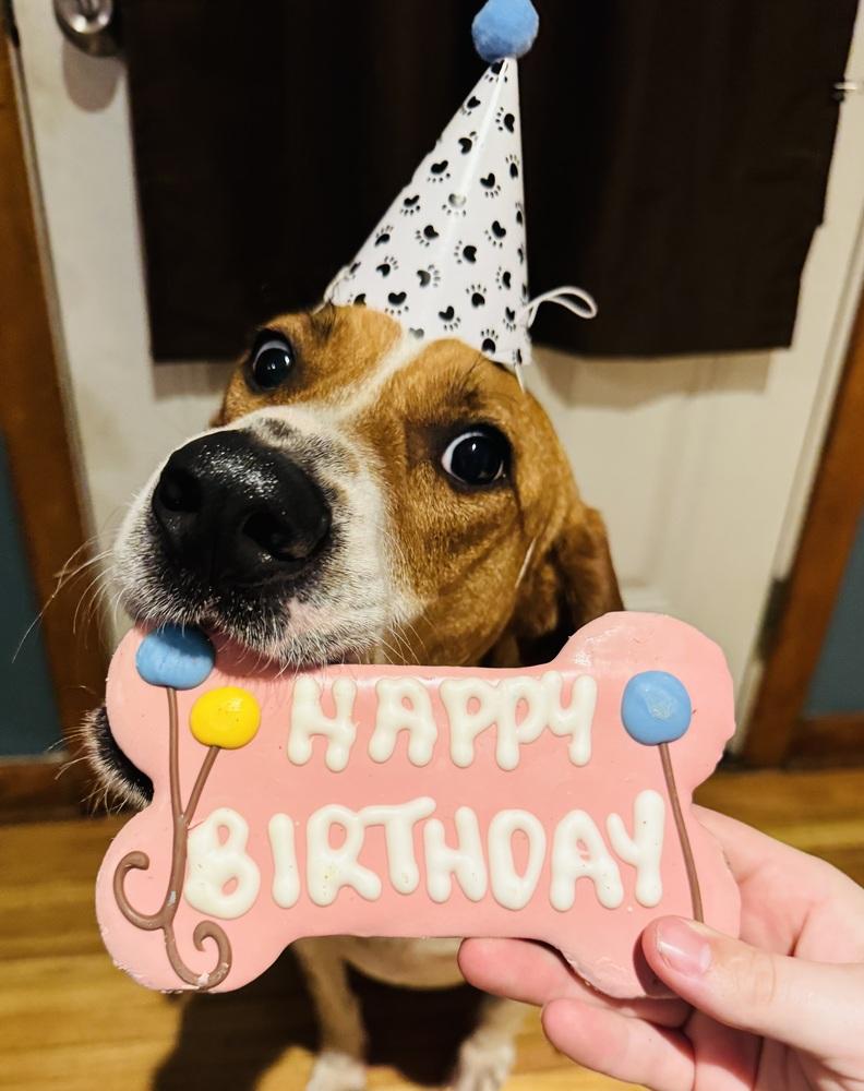 Enlarge Sally Hansen, a Adoptable mixed breed in Waunakee, WI image 6/6