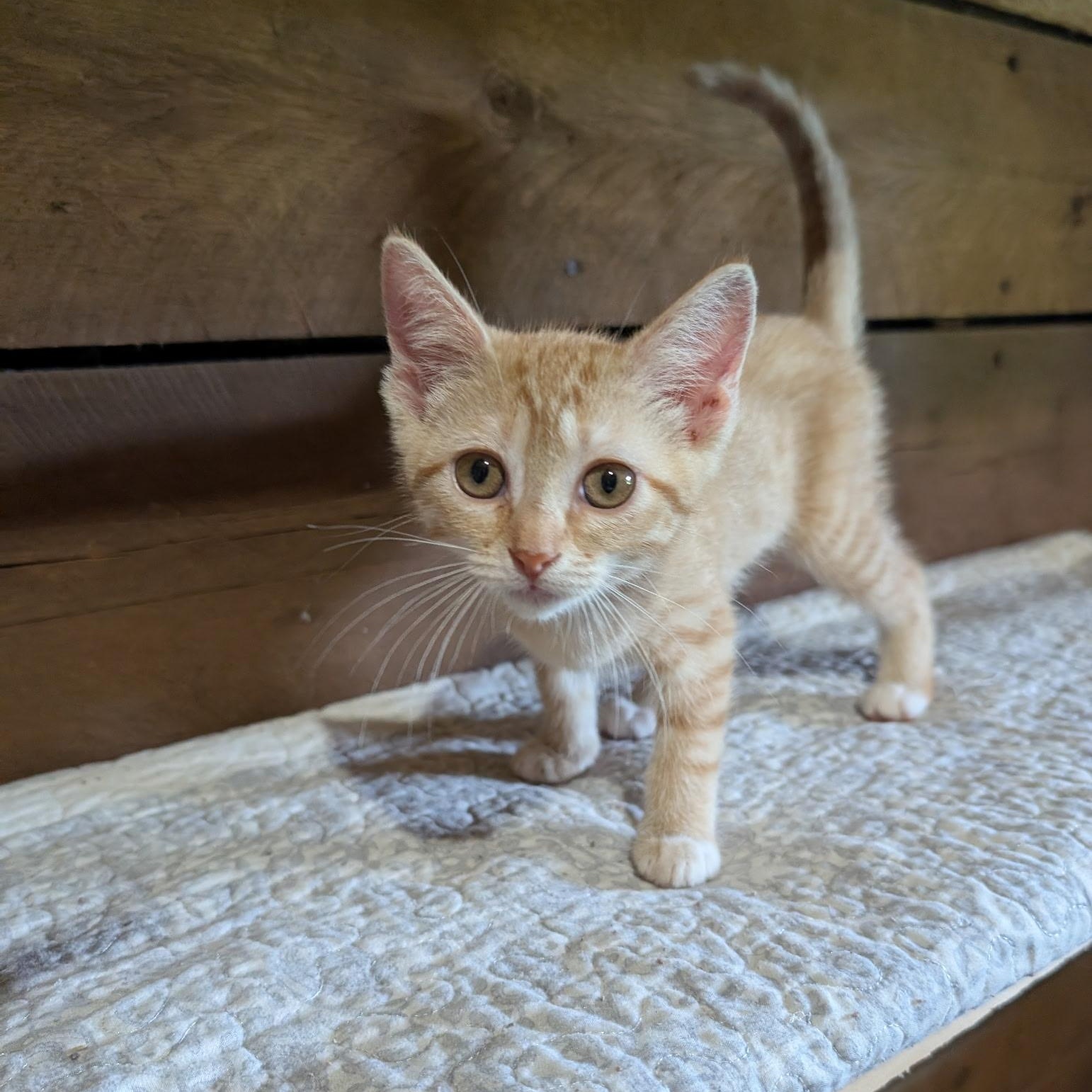 Cara (Lisa-fostered in New England), Baby Female unknown