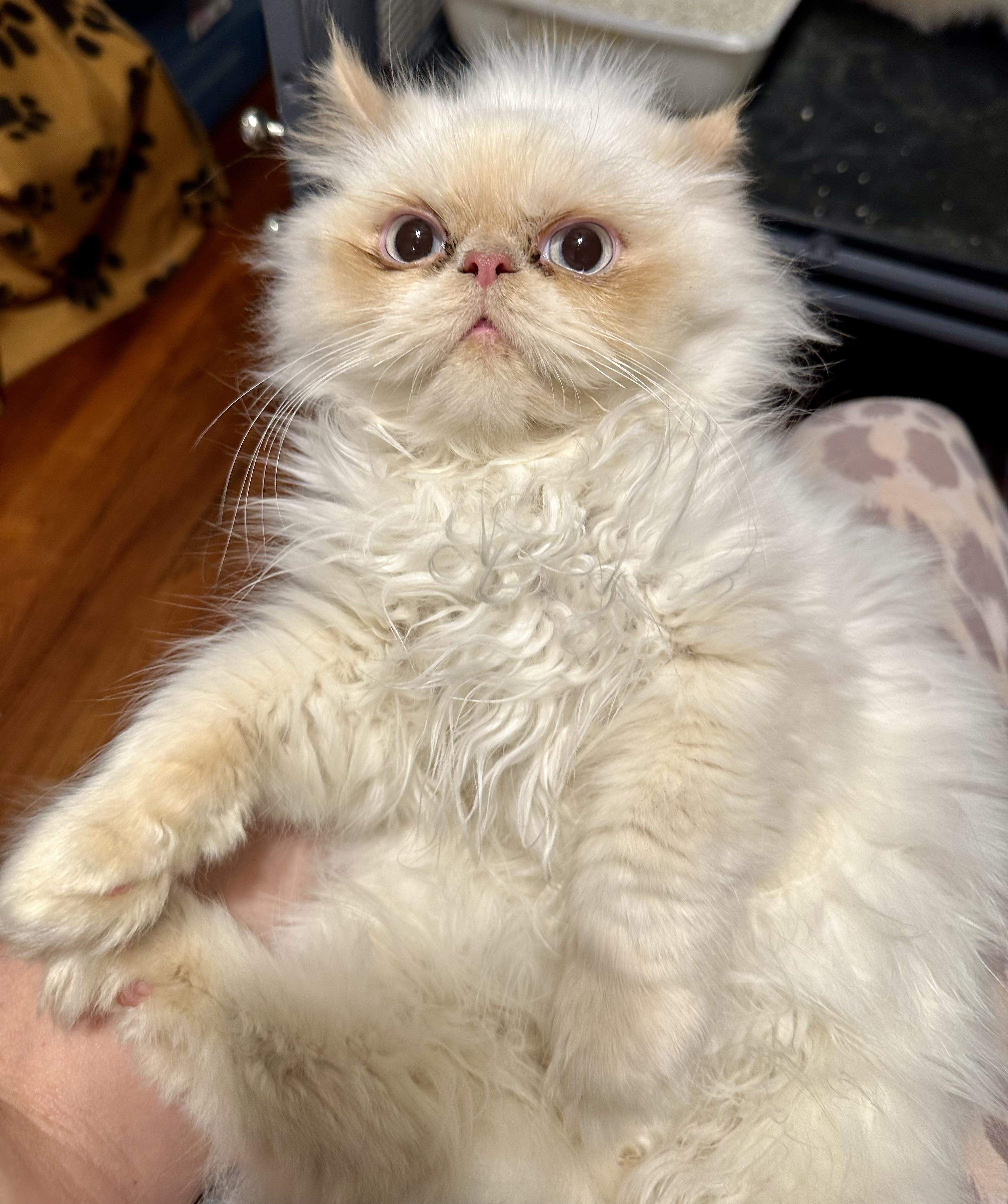 Tiko!!!, a Adoptable mixed breed in Manalapan, NJ image 3/6