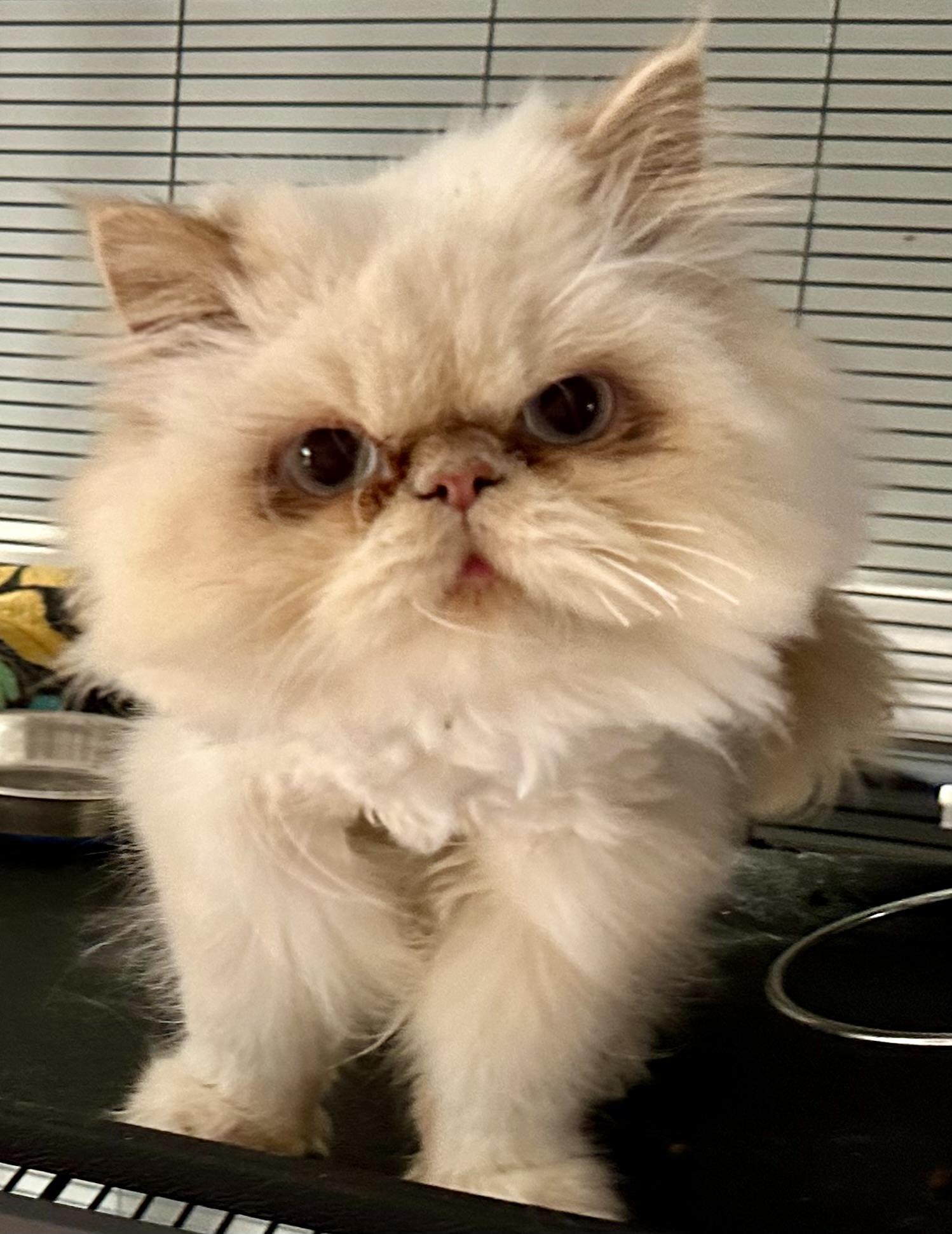 Tiko!!!, Adoptable, Young Male Persian & Ragdoll.