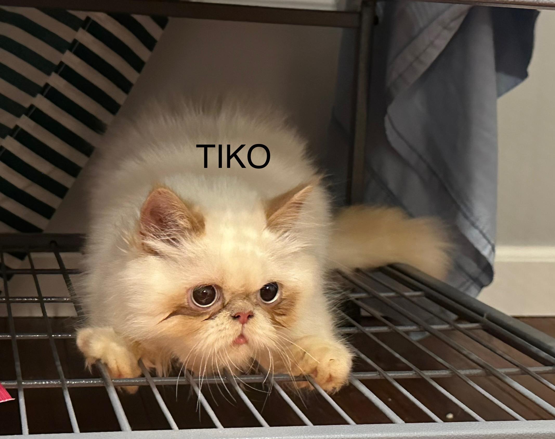 Tiko!!!, a Adoptable mixed breed in Manalapan, NJ image 1/6