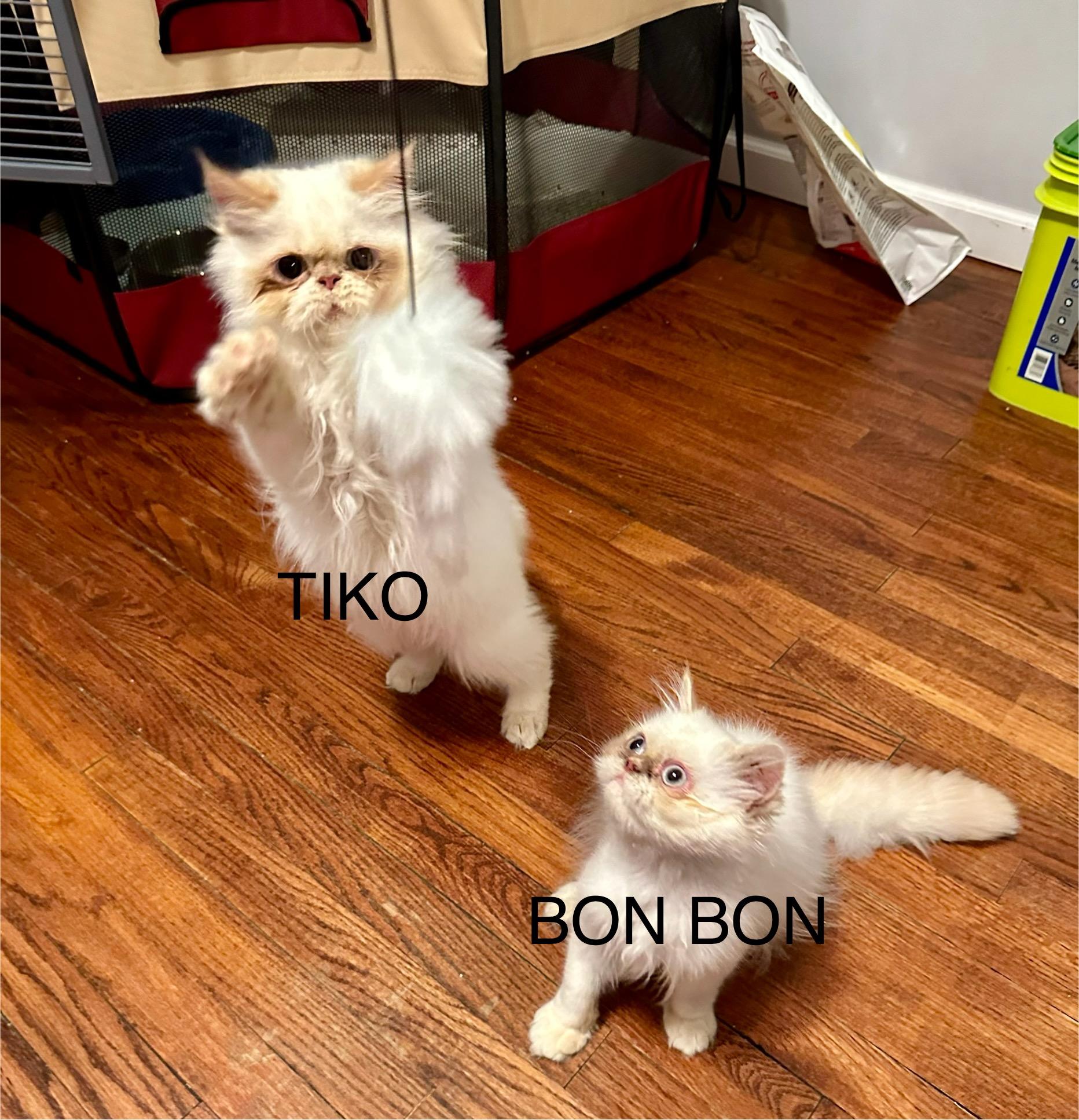 Tiko!!!, a Adoptable mixed breed in Manalapan, NJ image 6/6