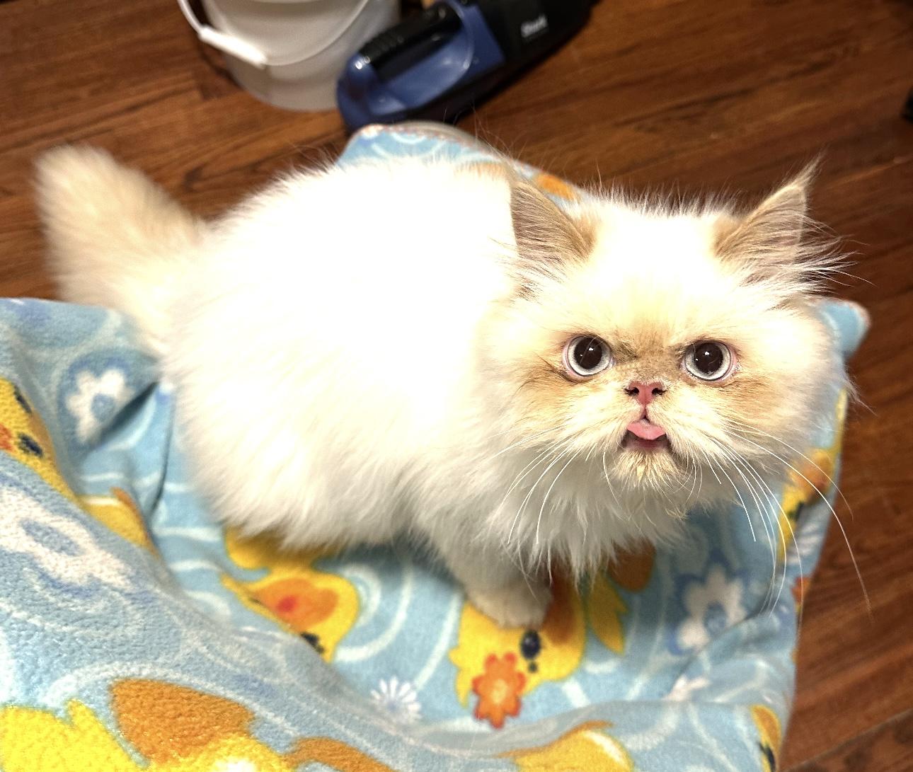 Tiko!!!, a Adoptable mixed breed in Manalapan, NJ image 2/6