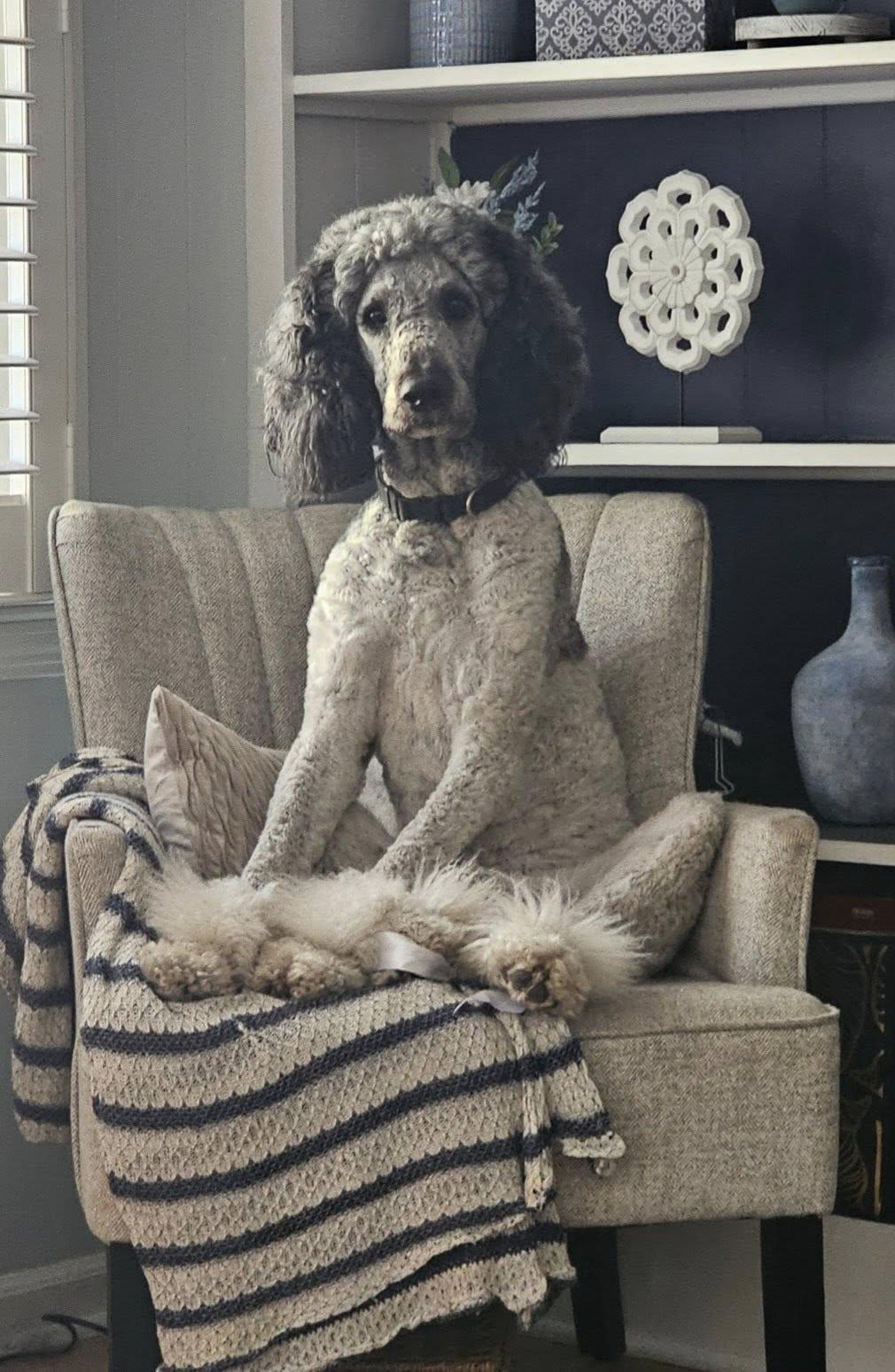 Enlarge Carson, a Adoptable Standard Poodle in Mount Pleasant, SC image 1/1