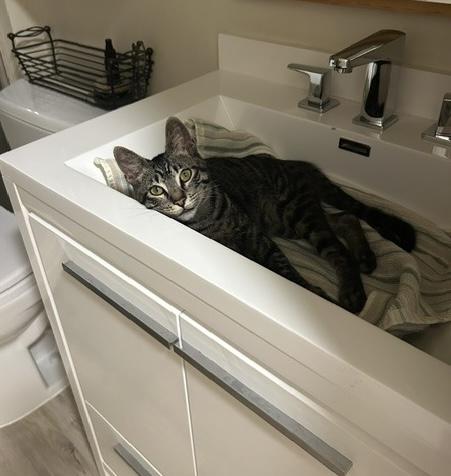 Enlarge Oliver, a Adoptable Tabby in Woodinville, WA image 5/5
