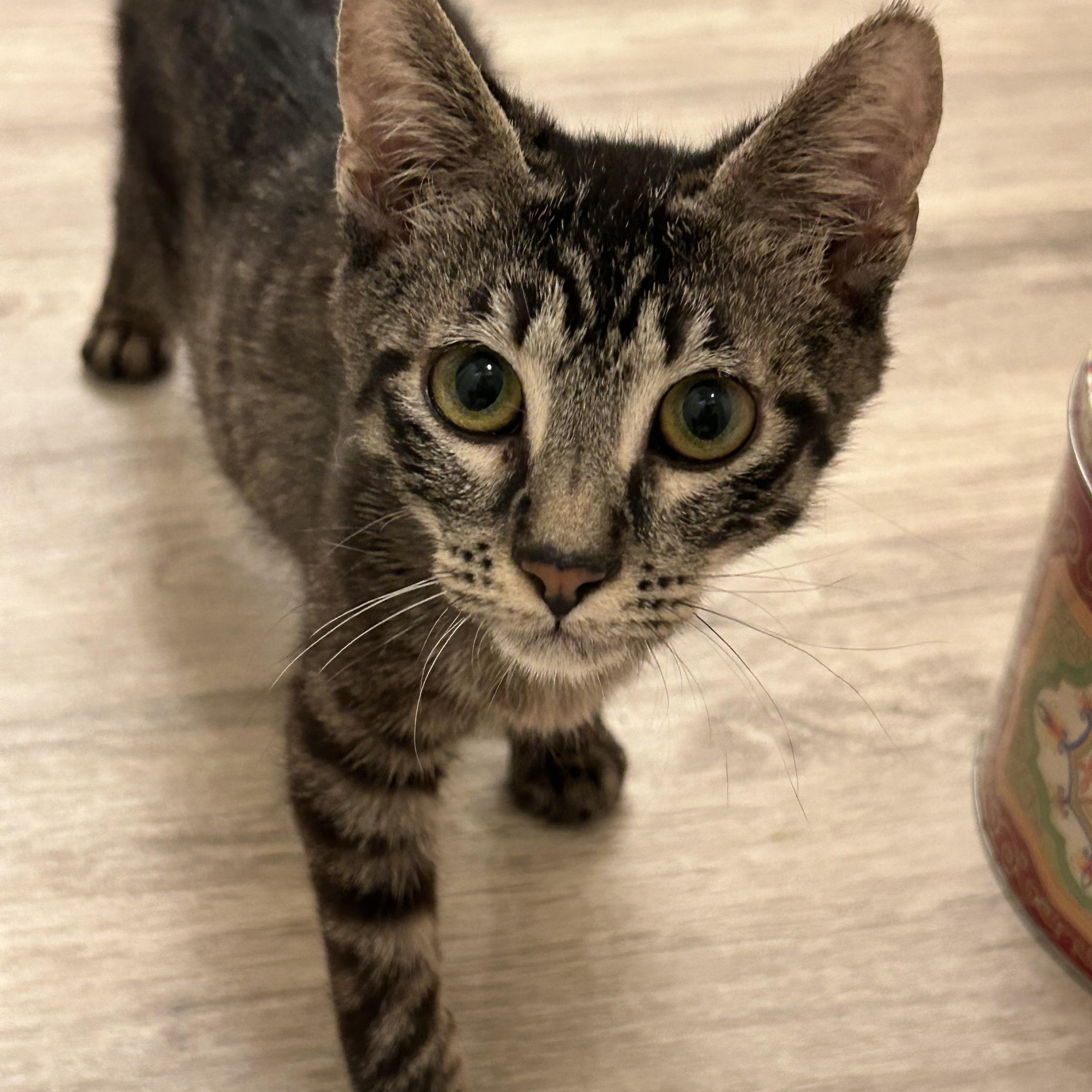 Enlarge Oliver, a Adoptable Tabby in Woodinville, WA image 1/5
