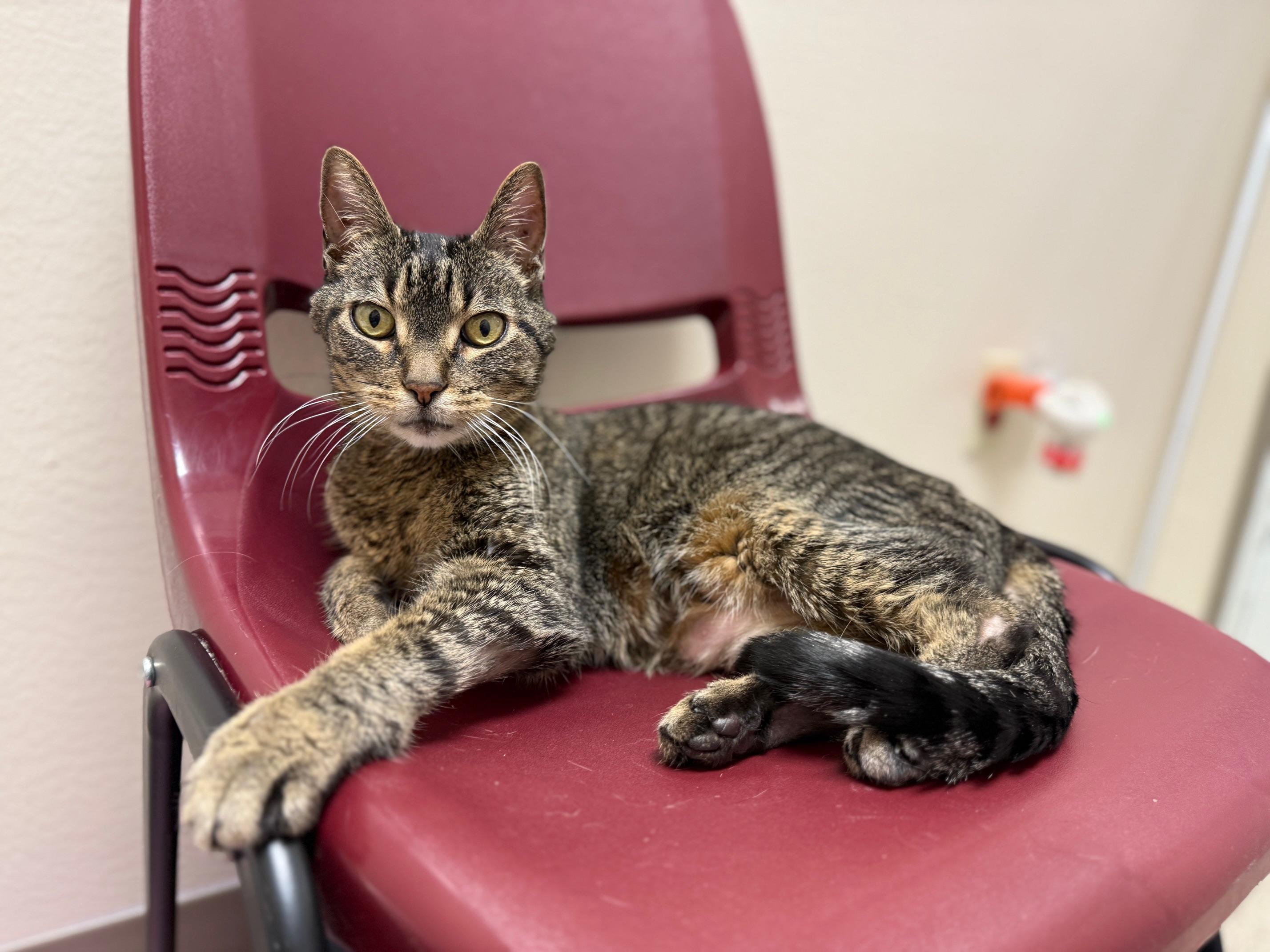 Rudy - adorable snuggly senior loverboy!, Adoptable, Senior Male Tabby.