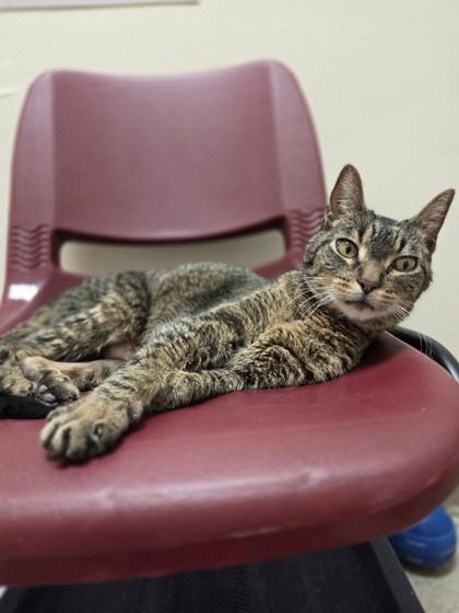 Enlarge Rudy - adorable snuggly senior loverboy!, a Adoptable Tabby in Oshkosh, WI image 2/4