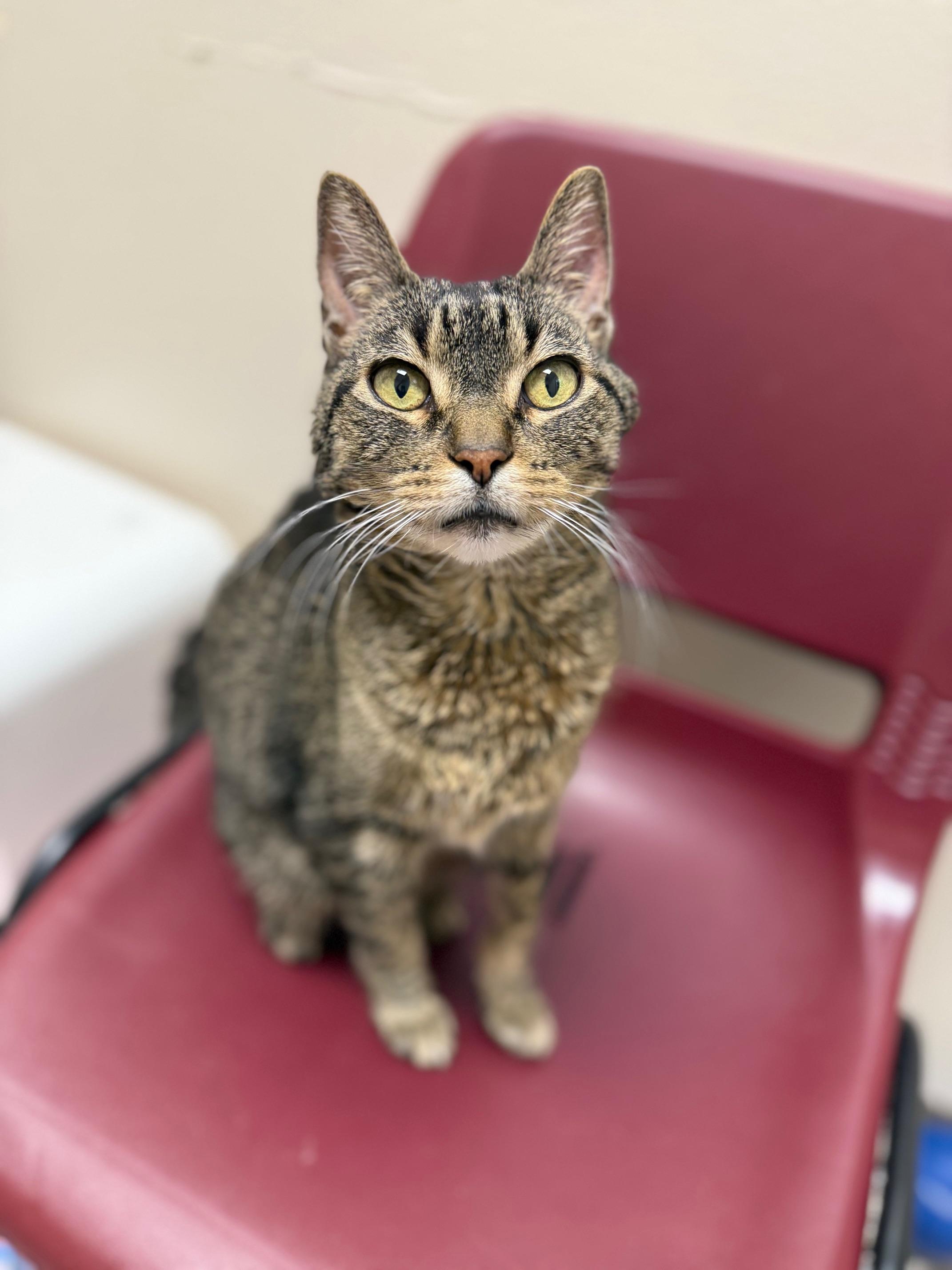 Enlarge Rudy - adorable snuggly senior loverboy!, a Adoptable Tabby in Oshkosh, WI image 3/4
