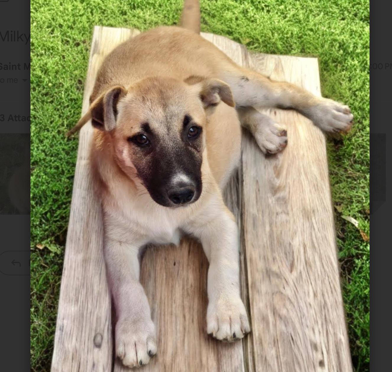 Milky — thumbnail 2