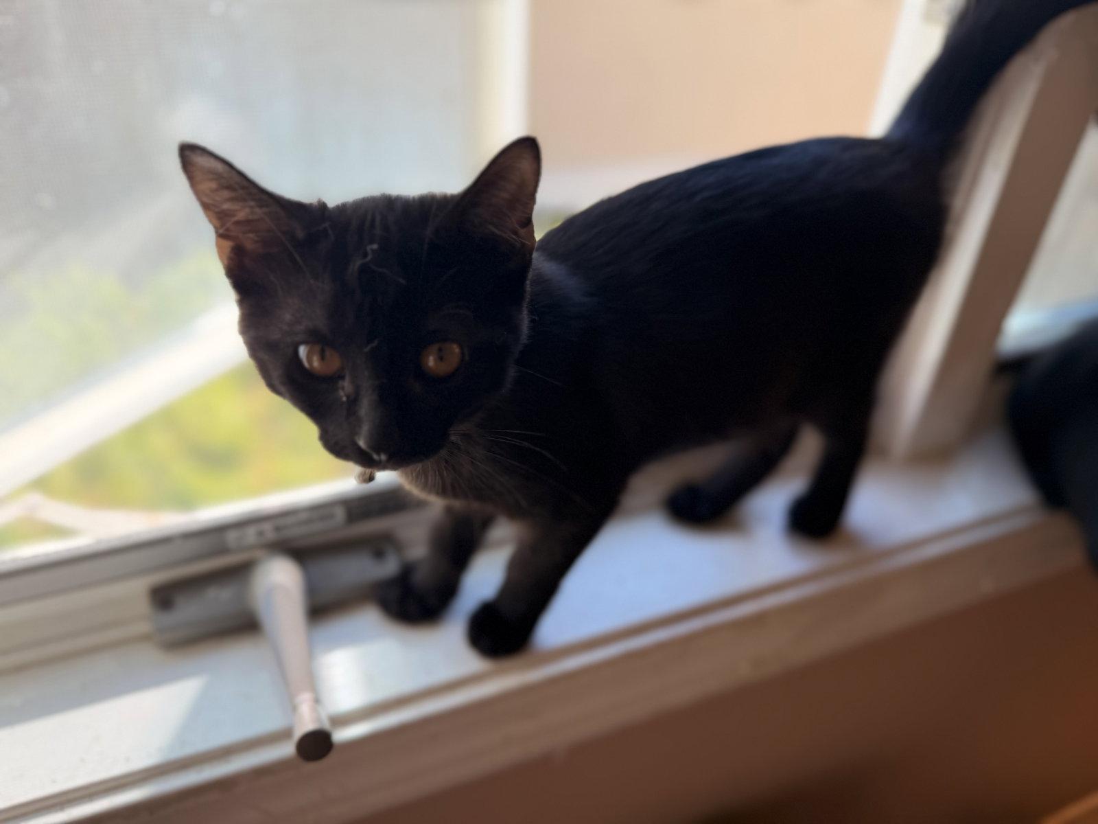 Honey Bun, Adoptable, Kitten Female Domestic Short Hair.
