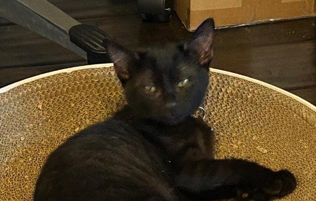 Enlarge Honey Bun, a Adoptable Domestic Short Hair in Mission Viejo, CA image 2/3
