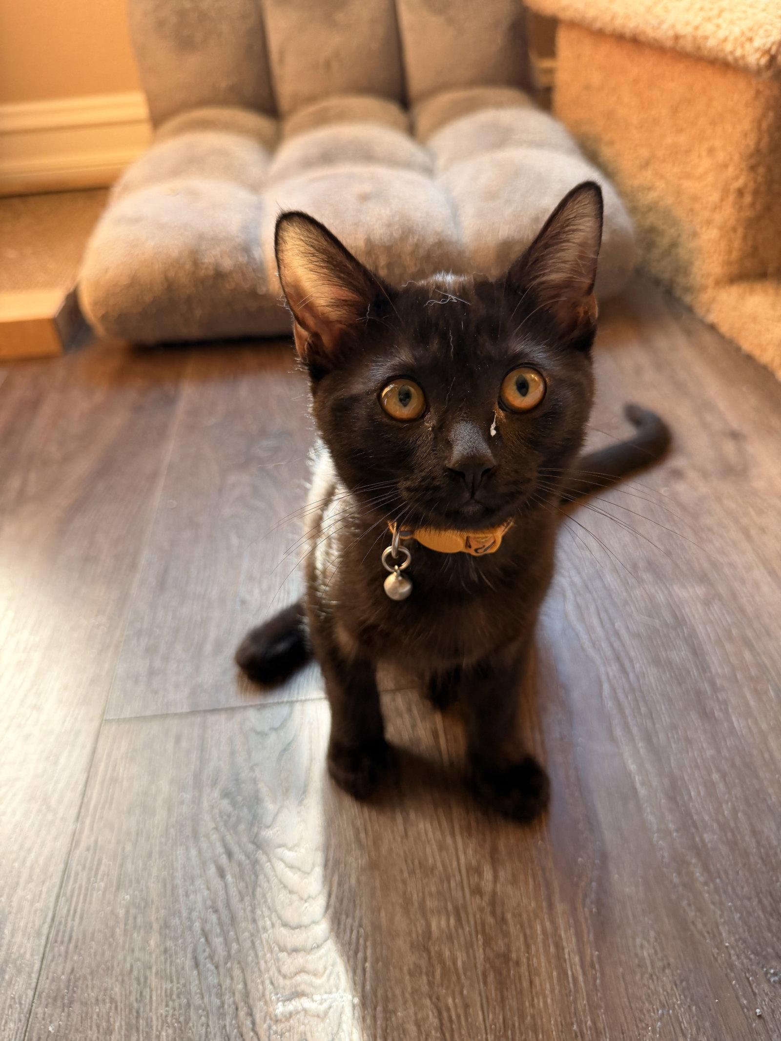 Enlarge Honey Bun, a Adoptable Domestic Short Hair in Mission Viejo, CA image 3/3