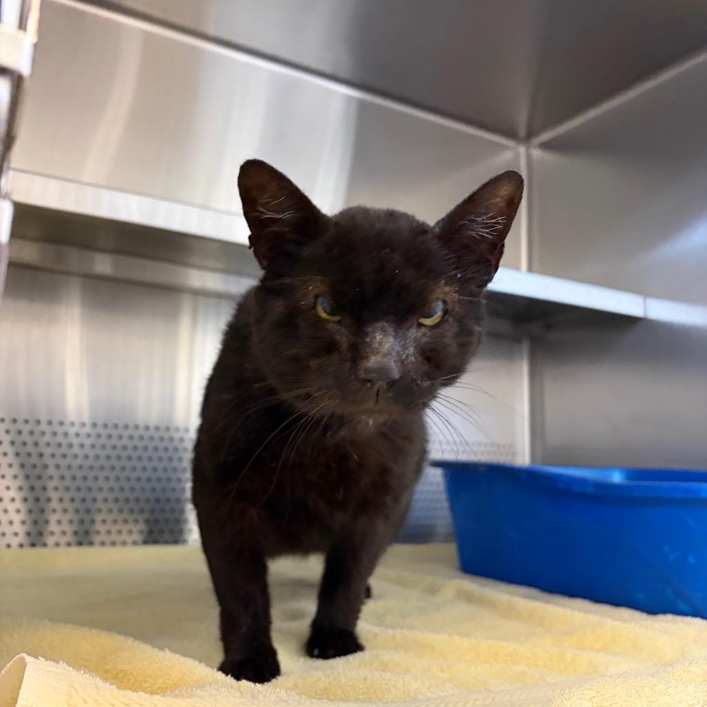 Bear, Adoptable, Adult Male Domestic Short Hair.