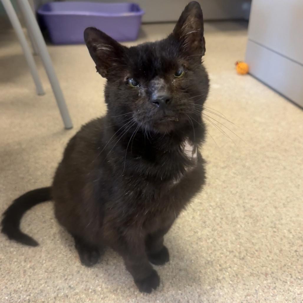 Bear, a Adoptable Domestic Short Hair in Sarasota, FL image 2/6