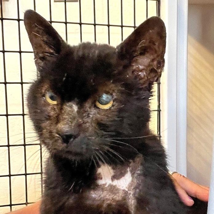 Bear, a Adoptable Domestic Short Hair in Sarasota, FL image 3/6