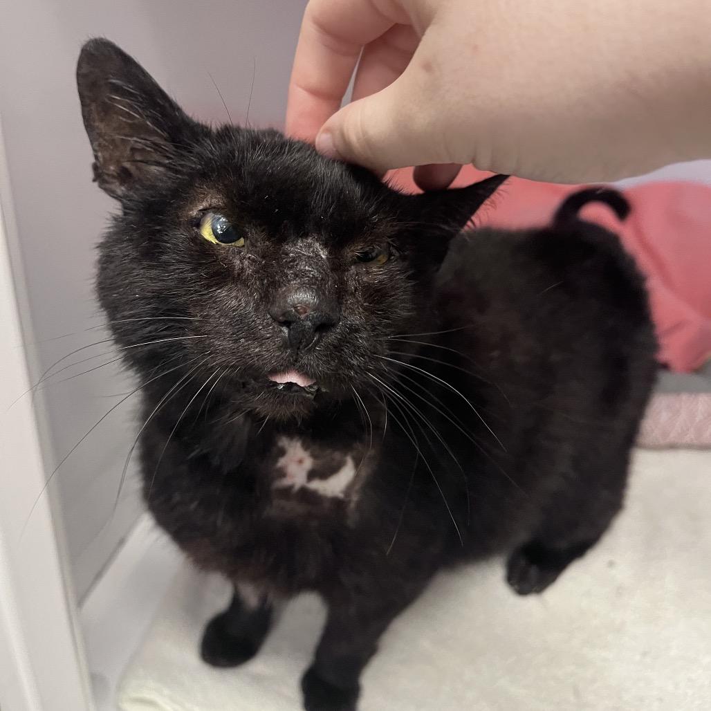Bear, a Adoptable Domestic Short Hair in Sarasota, FL image 5/6