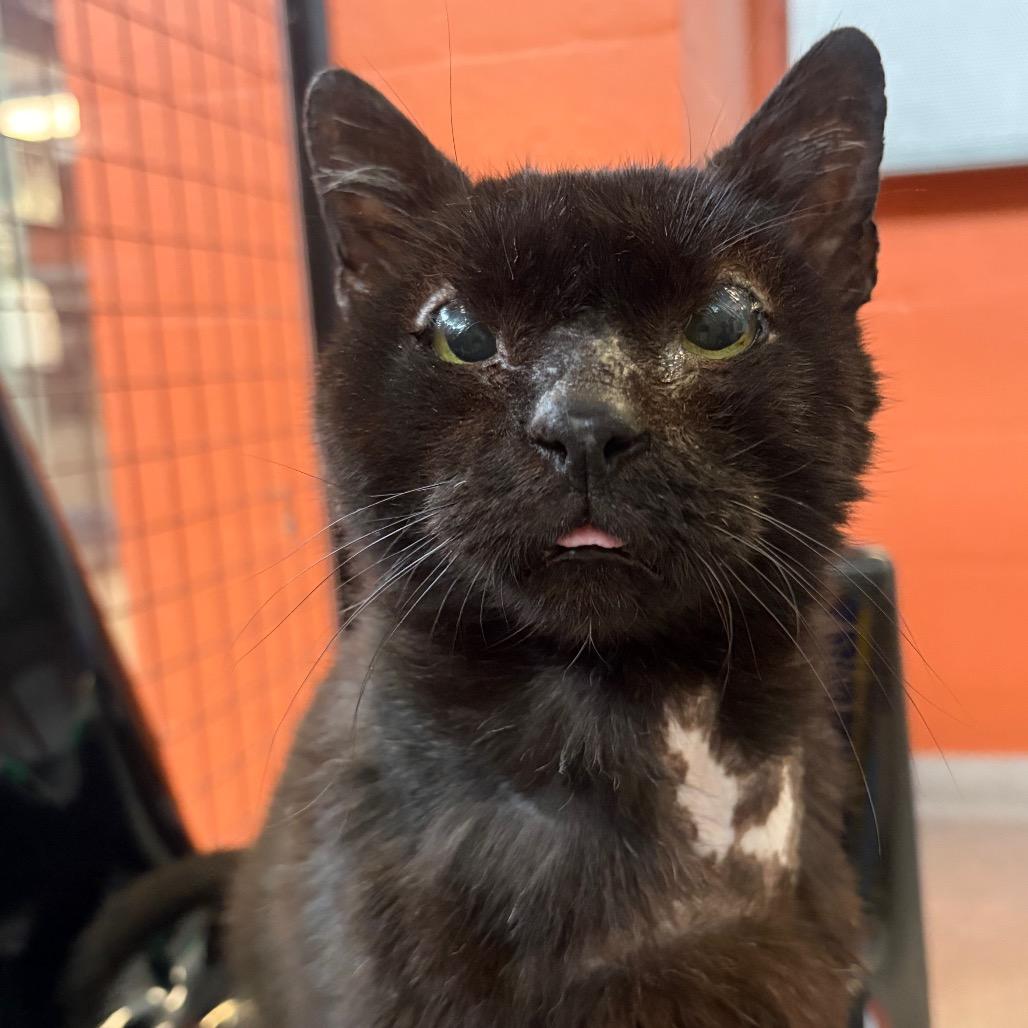 Bear, a Adoptable Domestic Short Hair in Sarasota, FL image 6/6