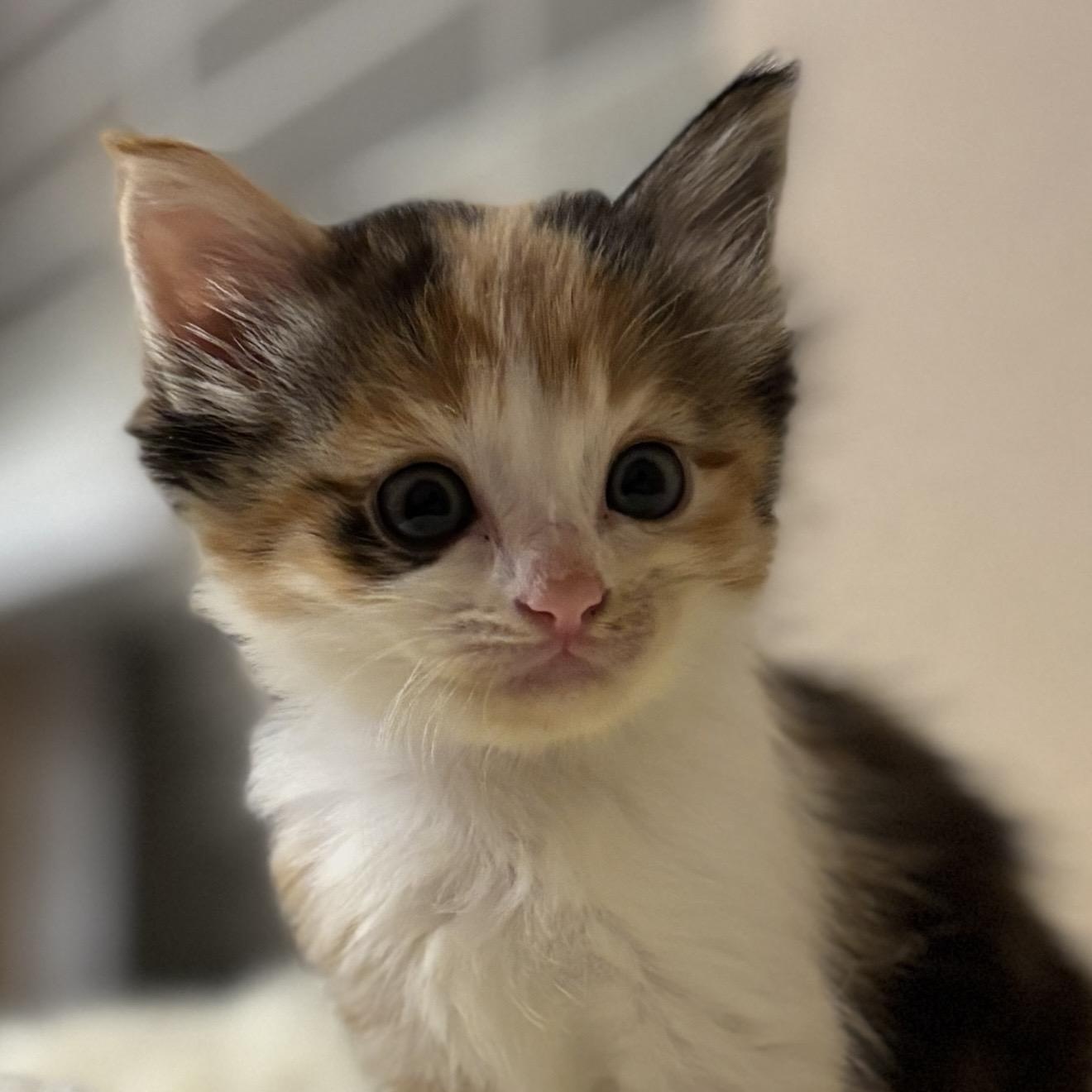 Enlarge Montego, an adopted Calico in Trophy Club, TX image 1/3